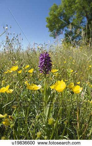 Stock Image - Orchid in meadow. Fotosearch