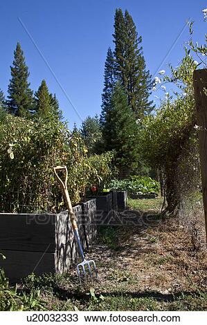 Organic Vegetable Home Garden View Large Photo Image Stock Image - Organic Vegetable Home Garden. Fotosearch