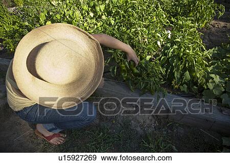 Organic Vegetable Home Garden View Large Photo Image Stock Photo - Organic Vegetable Home Garden. Fotosearch