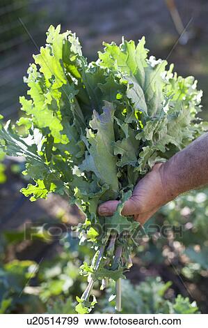 Organic Vegetable Home Garden View Large Photo Image Stock Photo - Organic Vegetable Home Garden. Fotosearch