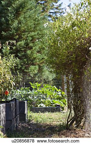 Stock Photo - Organic Vegetable Home Garden. Fotosearch