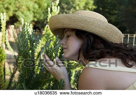 Organic Vegetable Home Garden View Large Photo Image Stock Photography - Organic Vegetable Home Garden. Fotosearch