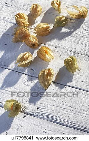 Stock Image - Physalis leaves and berries in sunlight. Fotosearch