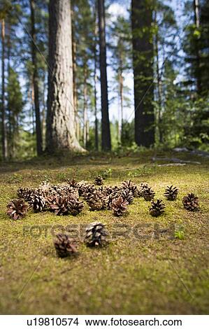 Picture - Pine cones on forest floor. Fotosearch