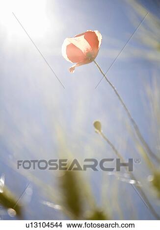 Poppies in field View Large Photo Image Picture - Poppies in field. Fotosearch