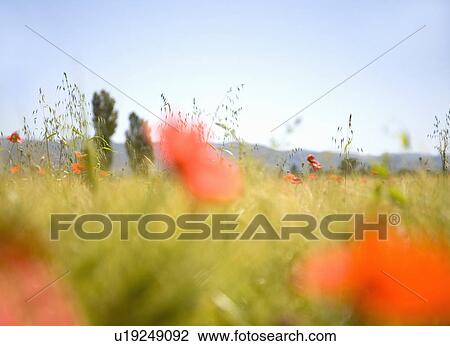 Poppies in field View Large Photo Image Stock Image - Poppies in field. Fotosearch