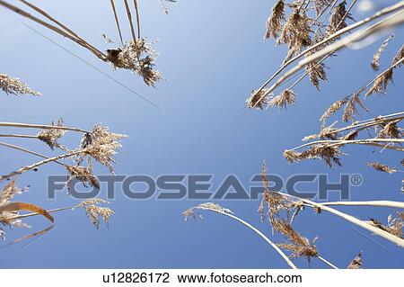 Stock Image - Reed. Fotosearch