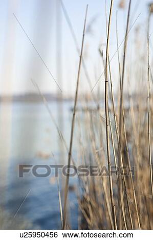 Reed View Large Photo Image Stock Photograph - Reed. Fotosearch