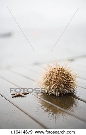 Sea star and Sea urchin on a pier View Large Photo Image Stock Photo - Sea star and Sea urchin on a pier. Fotosearch