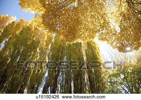 Stock Photograph - Seasonally yellow colored trees. Fotosearch