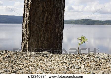 Small pine tree next to big tree by lake View Large Photo Image Picture - Small pine tree next to big tree by lake. Fotosearch