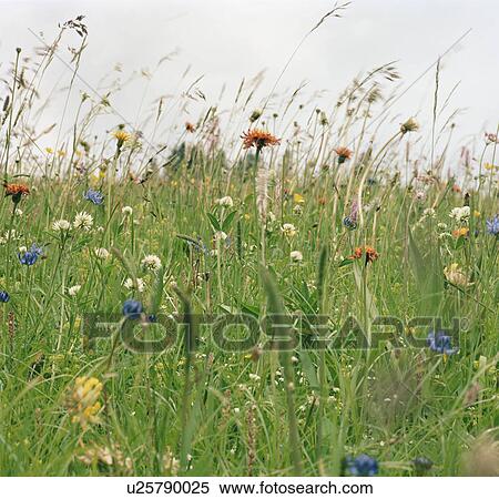 Spring flowers in meadow View Large Photo Image Stock Photography - Spring flowers in meadow. Fotosearch
