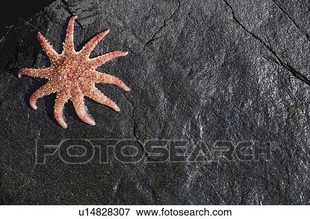 Stock Photo - Star fish on a wet rock. Fotosearch