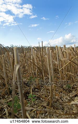 Picture - Stubble in wheat field. Fotosearch