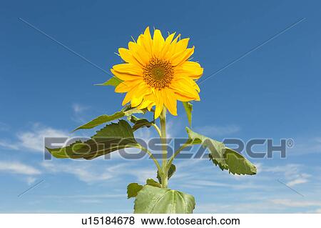 Stock Photo - Sunflower against blue sky. Fotosearch