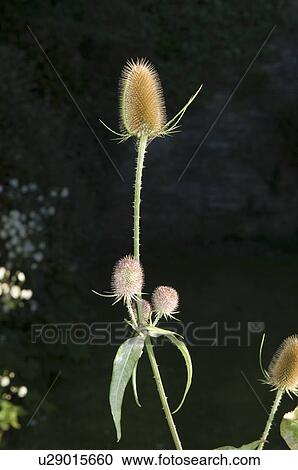 Stock Image - Teasel in morning sun. Fotosearch