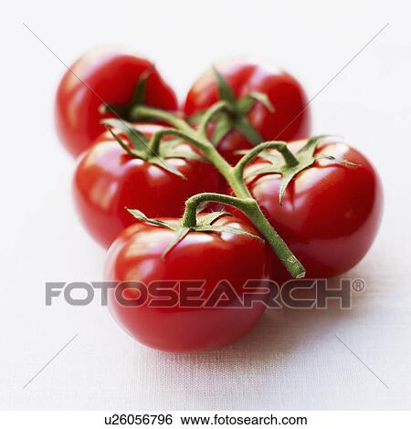 Stock Photograph - Tomatoes on branch. Fotosearch
