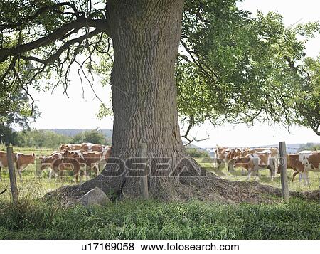 Tree and Guernsey calves View Large Photo Image Stock Photo - Tree and Guernsey calves. Fotosearch