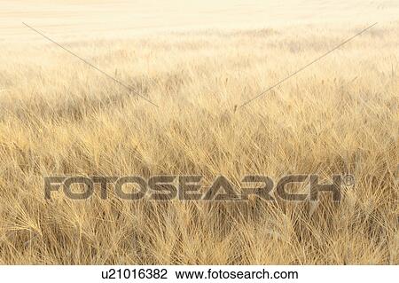 Stock Image - Tuscany Field. Fotosearch