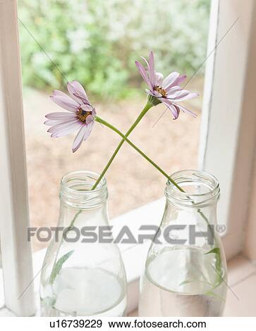 Two Flowers crossing over each other View Large Photo Image Stock Photo - Two Flowers crossing over each other. Fotosearch