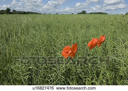 Stock Photograph - Two poppies in a sea of green. Fotosearch