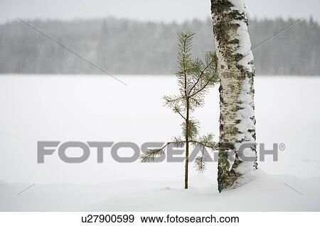 Stock Photo - Two trees together in winter landscape. Fotosearch
