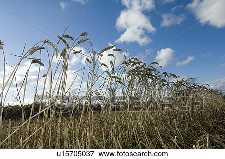 Wheat in field View Large Photo Image Stock Photo - Wheat in field. Fotosearch