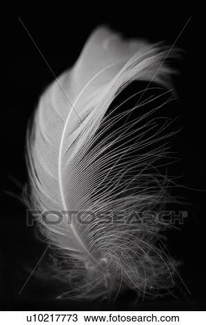 White feather on black background View Large Photo Image Stock Image - White feather on black background. Fotosearch