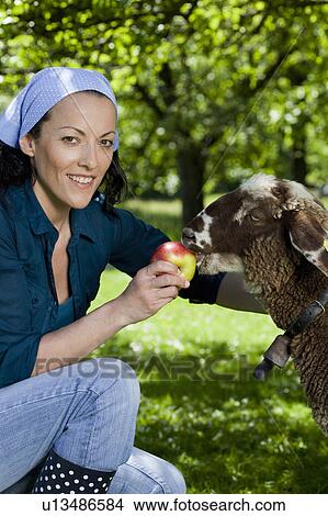Woman feeding sheep, happy View Large Photo Image Picture - Woman feeding sheep, happy. Fotosearch
