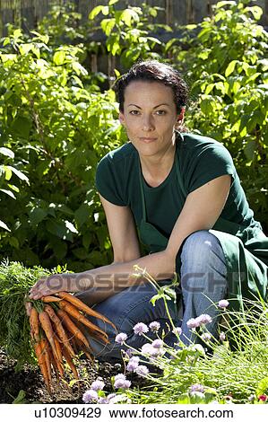 Woman in garden picking carrots View Large Photo Image Stock Photo - Woman in garden picking carrots. Fotosearch