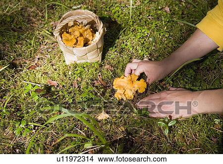Picture - Woman picking chanterelle mushrooms. Fotosearch