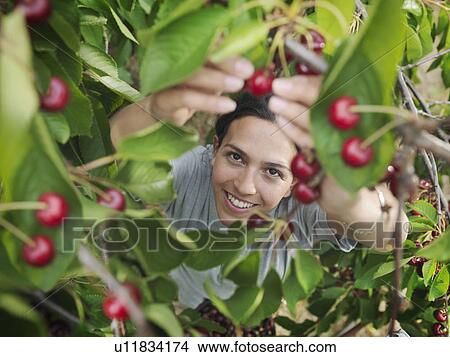 Picture - Woman picking cherries from tree. Fotosearch