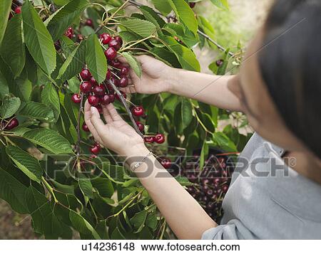Stock Photo - Woman picking cherries from tree. Fotosearch