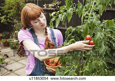 Woman picking tomatoes from tomatoplant View Large Photo Image Picture - Woman picking tomatoes from tomatoplant. Fotosearch