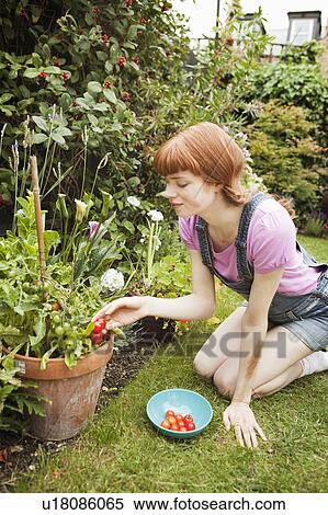 Woman picking tomatoes in garden View Large Photo Image Stock Photography - Woman picking tomatoes in garden. Fotosearch
