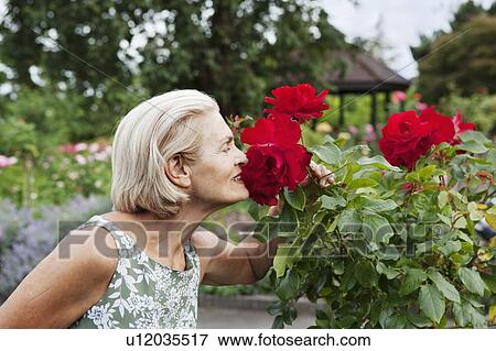 Stock Photo - Woman smells red rose in rose garden. Fotosearch
