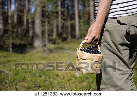 Woman with blueberries in basket View Large Photo Image Stock Image - Woman with blueberries in basket. Fotosearch