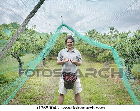 Woman with bucket of cherries in orchard View Large Photo Image Stock Image - Woman with bucket of cherries in orchard. Fotosearch