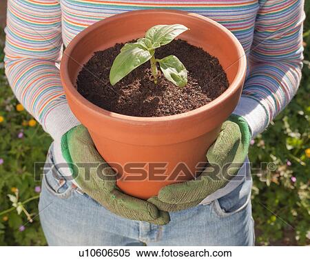 Stock Photography - Woman with Sunflower Seedling. Fotosearch