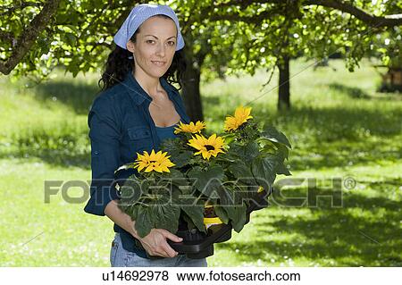 Stock Photo - Woman with sunflowers in garden. Fotosearch