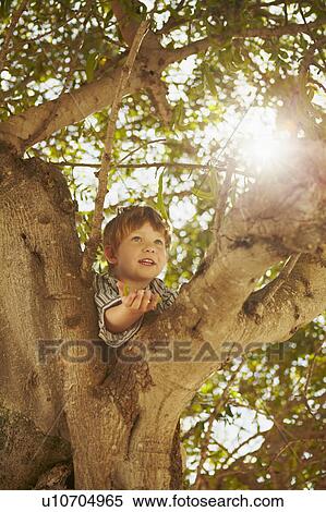 Young boy climbing tree View Large Photo Image Stock Photography - Young boy climbing tree. Fotosearch
