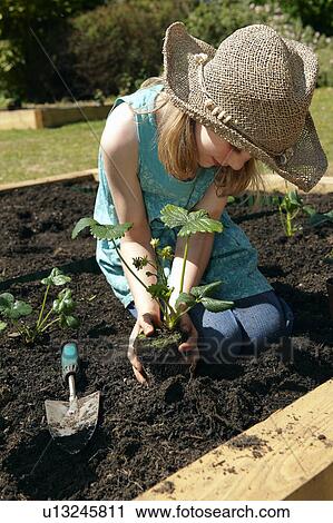 Young Girl planting strawberries View Large Photo Image Stock Image - Young Girl planting strawberries. Fotosearch