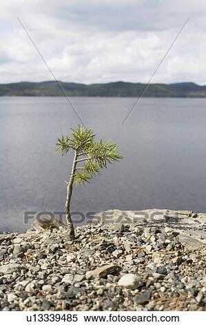 Young pine tree by a lake View Large Photo Image Stock Photography - Young pine tree by a lake. Fotosearch