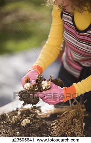 Stock Image - autumnal gardening. Fotosearch