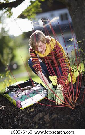 Stock Image - autumnal gardening. Fotosearch