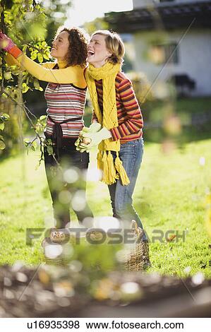 Stock Photo - autumnal gardening. Fotosearch