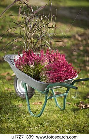 autumnal gardening View Large Photo Image Stock Photo - autumnal gardening. Fotosearch