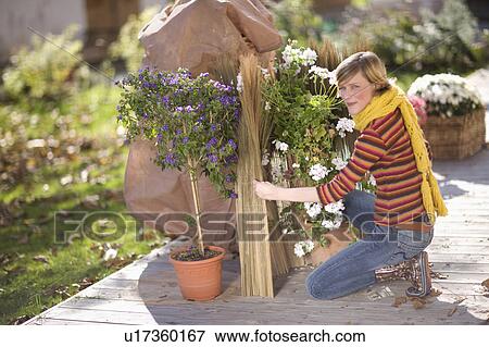 autumnal gardening View Large Photo Image Stock Photo - autumnal gardening. Fotosearch
