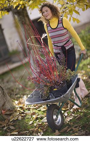 Stock Photo - autumnal gardening. Fotosearch