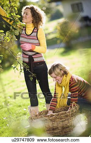 autumnal gardening View Large Photo Image Stock Photo - autumnal gardening. Fotosearch